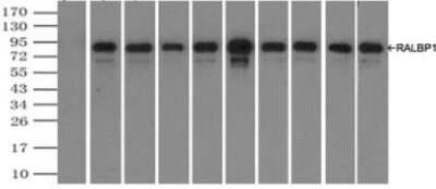 Immunoprecipitation: RALBP1 Antibody (OTI11B2) [NBP2-02293]