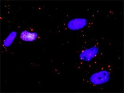 Proximity Ligation Assay: RALBP1 Antibody [H00010928-D01P]