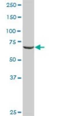 Western Blot: RALBP1 Antibody [H00010928-D01P]