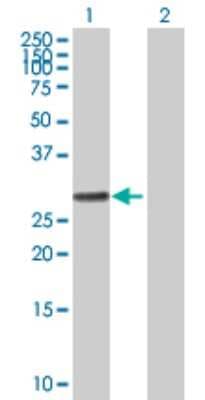 Western Blot: RALGPS1 Antibody [H00009649-B02P]
