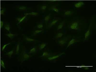 Immunocytochemistry/ Immunofluorescence: RALGPS2 Antibody (1A5) [H00055103-M03]