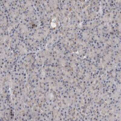 Immunohistochemistry-Paraffin: RALGPS2 Antibody [NBP1-84645]