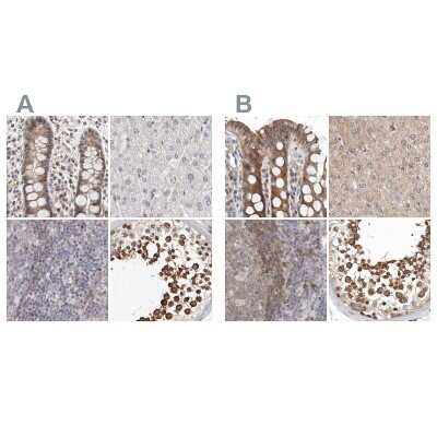 Immunohistochemistry-Paraffin: RALGPS2 Antibody [NBP1-84645]