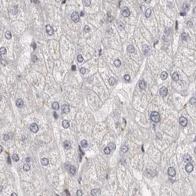 Immunohistochemistry-Paraffin: RALGPS2 Antibody [NBP1-84645]