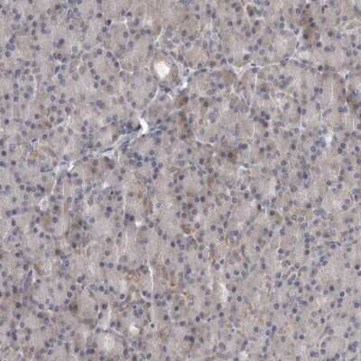 Immunohistochemistry-Paraffin: RALGPS2 Antibody [NBP1-84646]