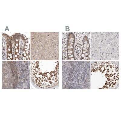Immunohistochemistry-Paraffin: RALGPS2 Antibody [NBP1-84646]