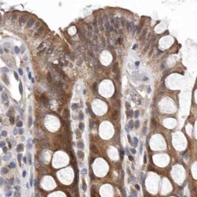 Immunohistochemistry-Paraffin: RALGPS2 Antibody [NBP1-84646]