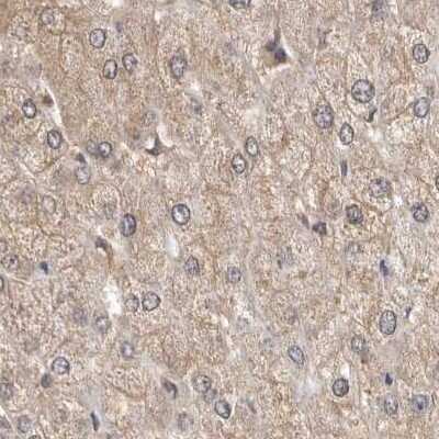 Immunohistochemistry-Paraffin: RALGPS2 Antibody [NBP1-84646]