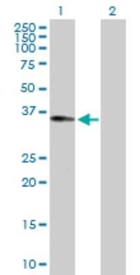 Western Blot: RALGPS2 Antibody [H00055103-D01P]