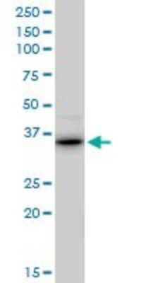 Western Blot: RALY Antibody [H00022913-B01P]