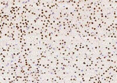 Immunohistochemistry-Paraffin: RALYL Antibody [NBP3-05925]