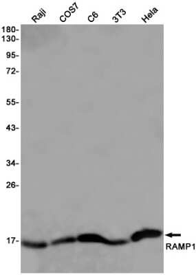 Western Blot: RAMP1 Antibody (S04-2I8) [NBP3-15087]