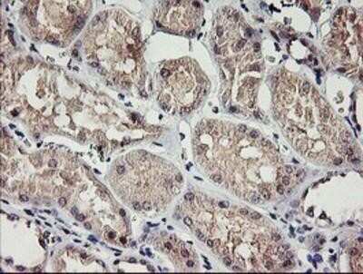 Immunohistochemistry-Paraffin: RAMP2 Antibody (OTI4E5) [NBP2-01853]
