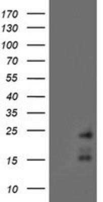 Western Blot: RAMP2 Antibody (OTI4E5)Azide and BSA Free [NBP2-73796]