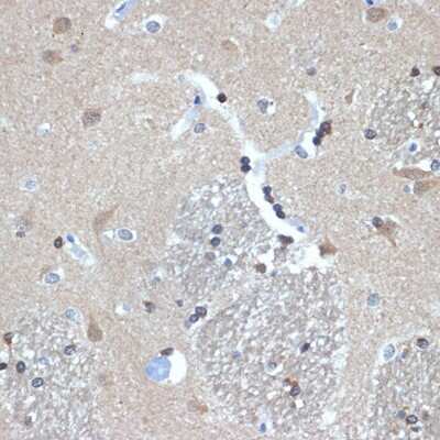 Immunohistochemistry-Paraffin: RANBP9 Antibody (4P10V6) [NBP3-15702]