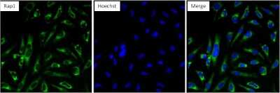 Immunocytochemistry/ Immunofluorescence: RAP1A Antibody (1D2-1C64) [NBP2-22526]