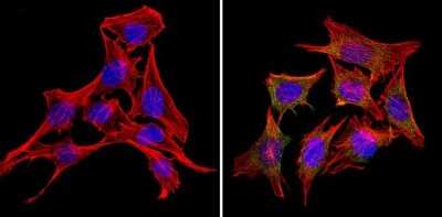 Immunocytochemistry/ Immunofluorescence: RAP1A Antibody (1D2-1C64) [NBP2-22526]