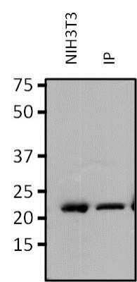 Immunoprecipitation: RAP1A Antibody (1D2-1C64) [NBP2-22526]
