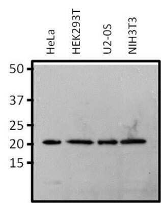Western Blot: RAP1A Antibody (1D2-1C64) [NBP2-22526]