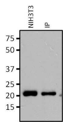 Immunoprecipitation: RAP1A Antibody (1D4-1A3) [NBP2-22527]