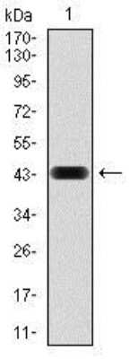 Western Blot: RAP1A Antibody (5F8G2)BSA Free [NBP2-37495]