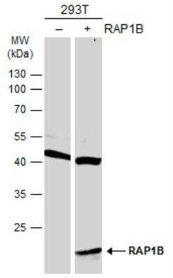 Western Blot: RAP1B Antibody [NBP2-20072]