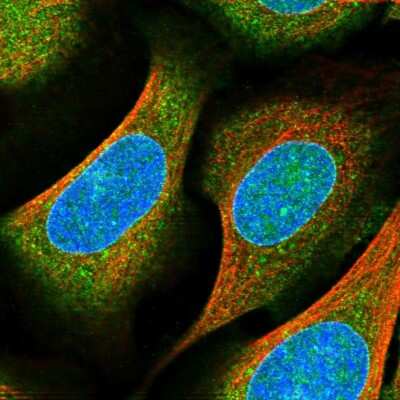 Immunocytochemistry/ Immunofluorescence: RAP1GAP2 Antibody [NBP1-93721]