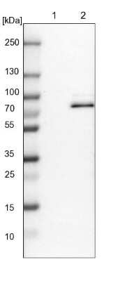 Western Blot: RAP1GAP2 Antibody [NBP1-93721]
