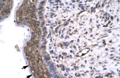 Immunohistochemistry-Paraffin: RAP30 Antibody [NBP3-17980]