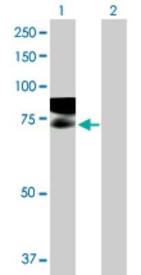 Western Blot: RAP6 Antibody [H00026130-B01P]