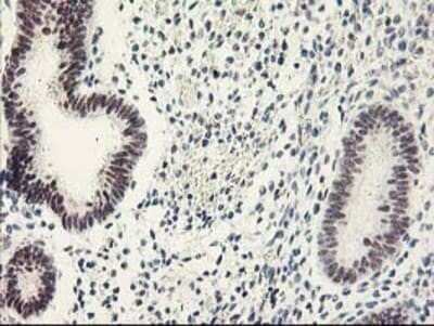 Immunohistochemistry: RAP74 Antibody (OTI4B10) - Azide and BSA Free [NBP3-17972]