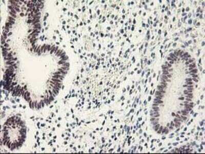 Immunohistochemistry: RAP74 Antibody (OTI4B10) [NBP3-17971]