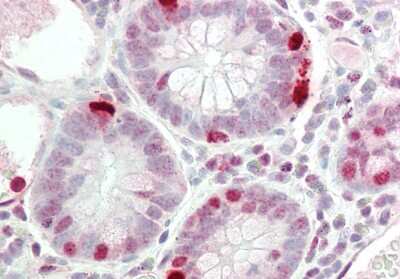 Immunohistochemistry-Paraffin: RAPGEF2 Antibody [NBP2-88124]