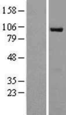 Western Blot: RAPGEF3 Overexpression Lysate [NBP2-09298]