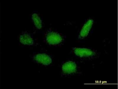 Immunocytochemistry/ Immunofluorescence: RAPGEF5 Antibody [H00009771-B01P]