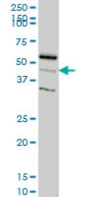Western Blot: RAPGEFL1 Antibody (4G2) [H00051195-M04]