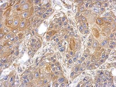 Immunohistochemistry-Paraffin: RAPGEFL1 Antibody [NBP2-20078]