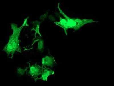 Immunocytochemistry/ Immunofluorescence: RASD2 Antibody (OTI1F7) - Azide and BSA Free [NBP2-73808]