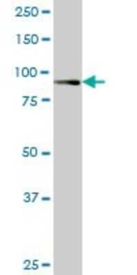 Western Blot: RASEF Antibody (1E3) [H00158158-M02]
