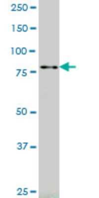 Western Blot: RASEF Antibody (2D5) [H00158158-M01]