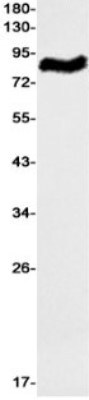 Western Blot: RASEF Antibody (S03-1G6) [NBP3-19968]