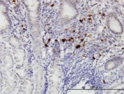 Immunohistochemistry-Paraffin: RASGEF1C Antibody (3H8) [H00255426-M01]