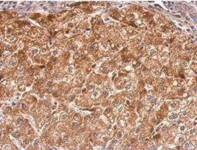 Immunohistochemistry-Paraffin: RASGRP2 Antibody [NBP1-33315]
