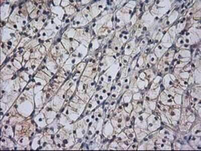 Immunohistochemistry-Paraffin: RASSF1 Antibody (OTI2B11) [NBP2-03644]