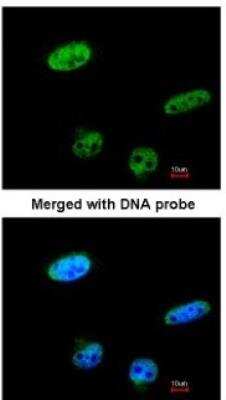 Immunocytochemistry/ Immunofluorescence: RASSF1 Antibody [NBP1-32361]