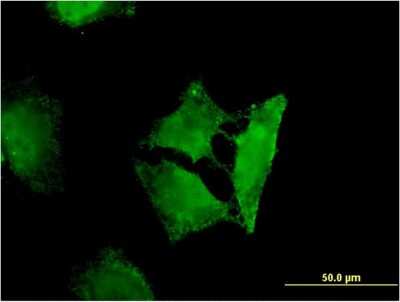 Immunocytochemistry/ Immunofluorescence: RASSF3 Antibody (3A5) [H00283349-M15]