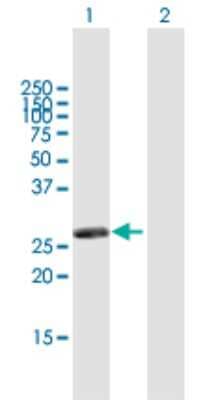 Western Blot: RASSF3 Antibody [H00283349-B01P]
