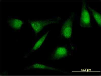 Immunocytochemistry/ Immunofluorescence: RASSF4 Antibody (1D5) [H00083937-M08]