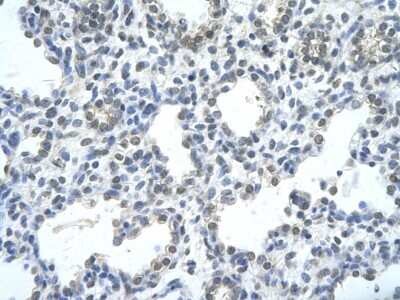 Immunohistochemistry-Paraffin: RASSF7 Antibody [NBP2-88128]