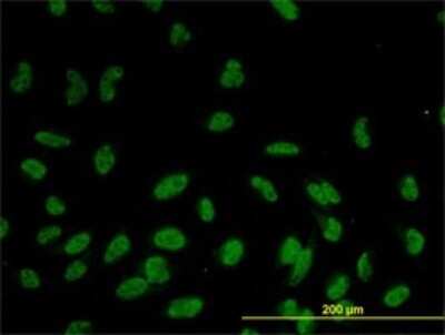 Immunocytochemistry/ Immunofluorescence: RASSF8 Antibody (2G1) [H00011228-M01]